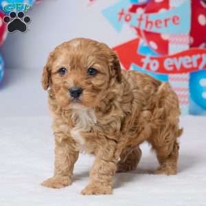 Cyrus, Cavapoo Puppy